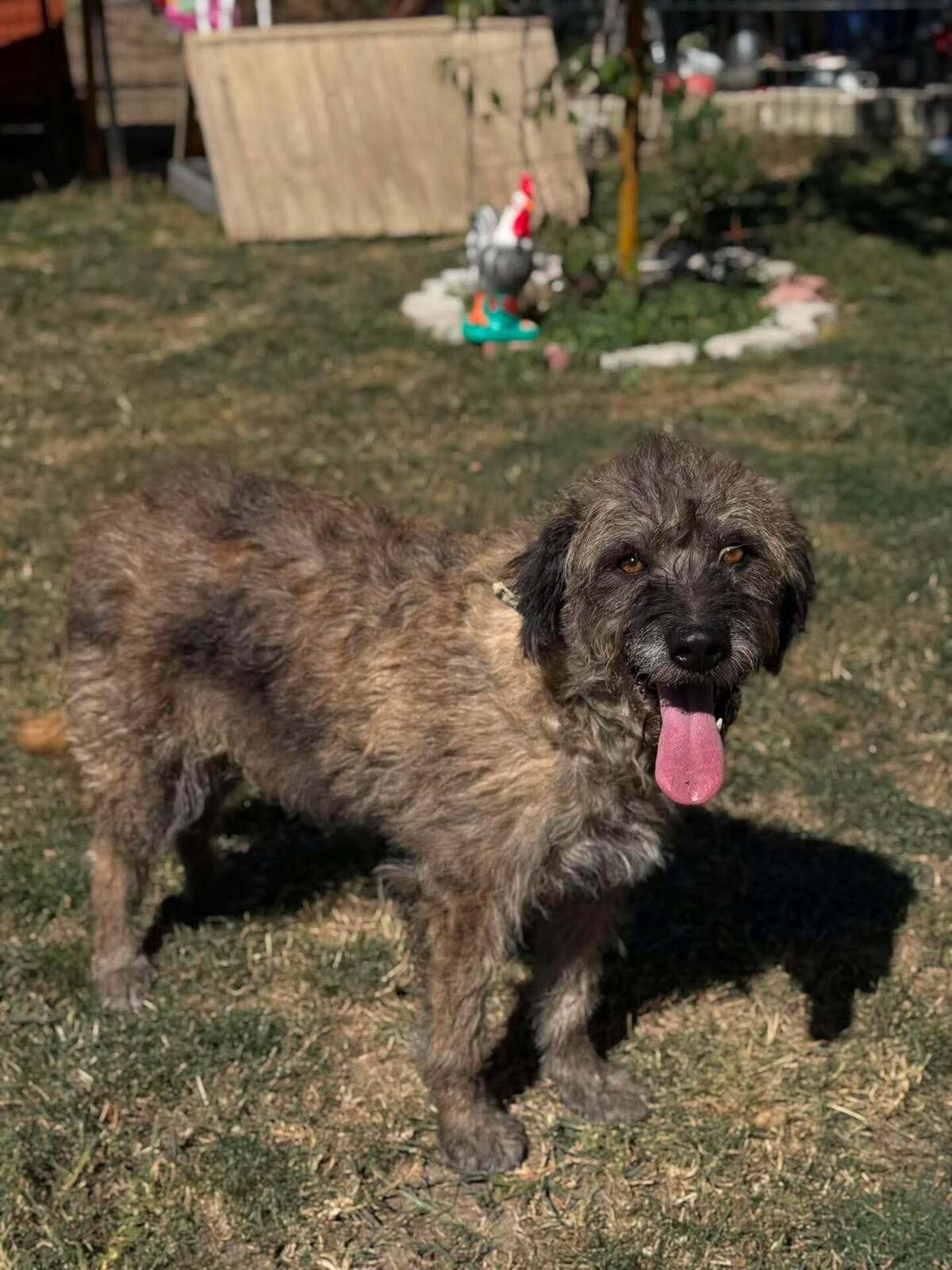 Adoption Frisette