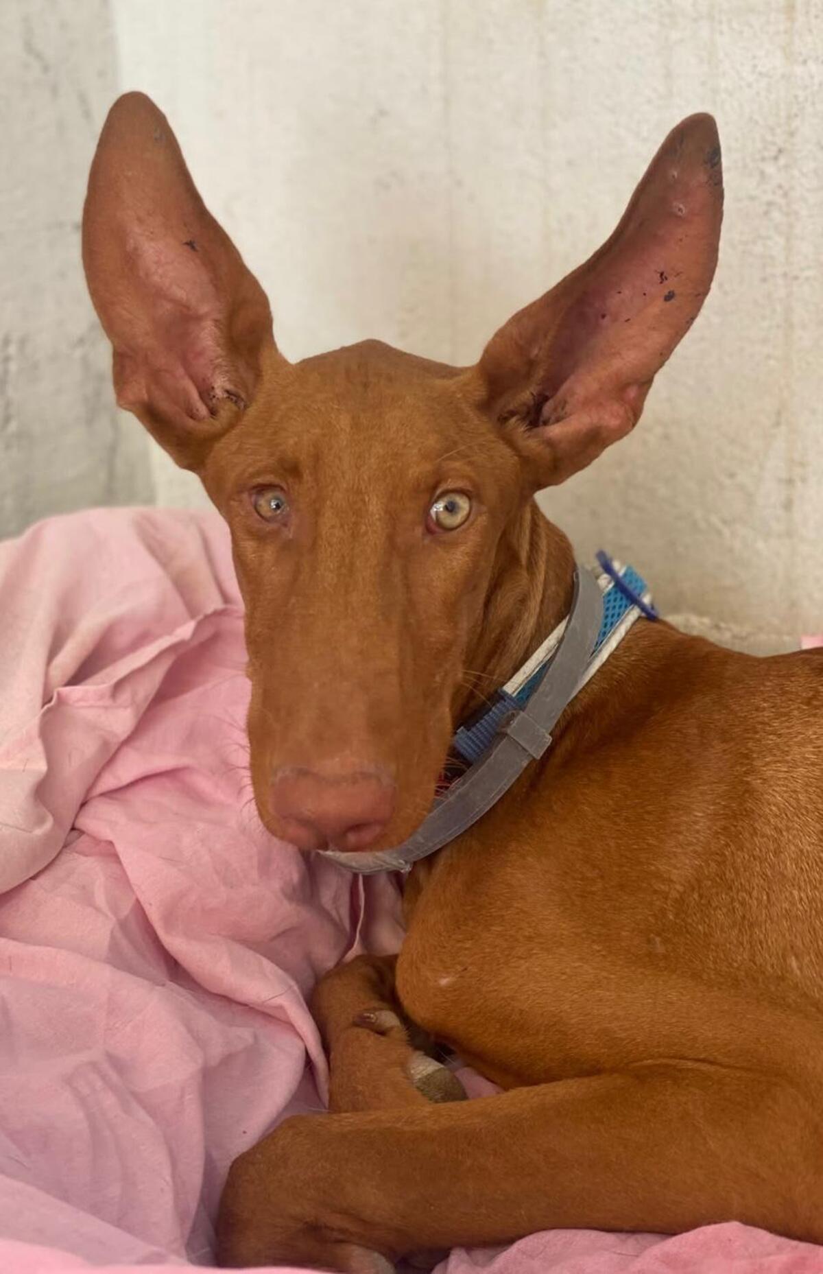 Adoption Iggy