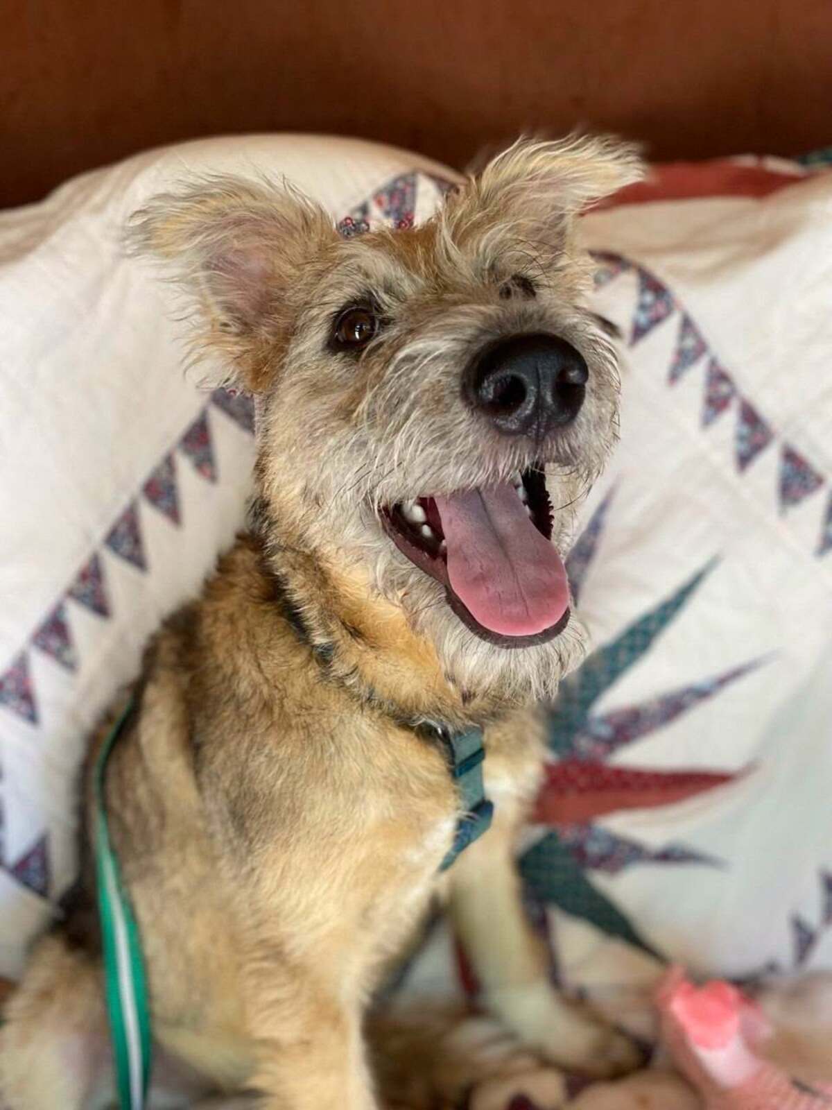 Adoption Chris