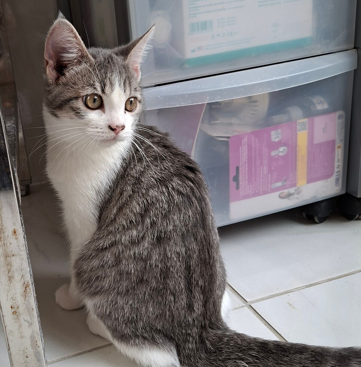 Adoption BUSTER