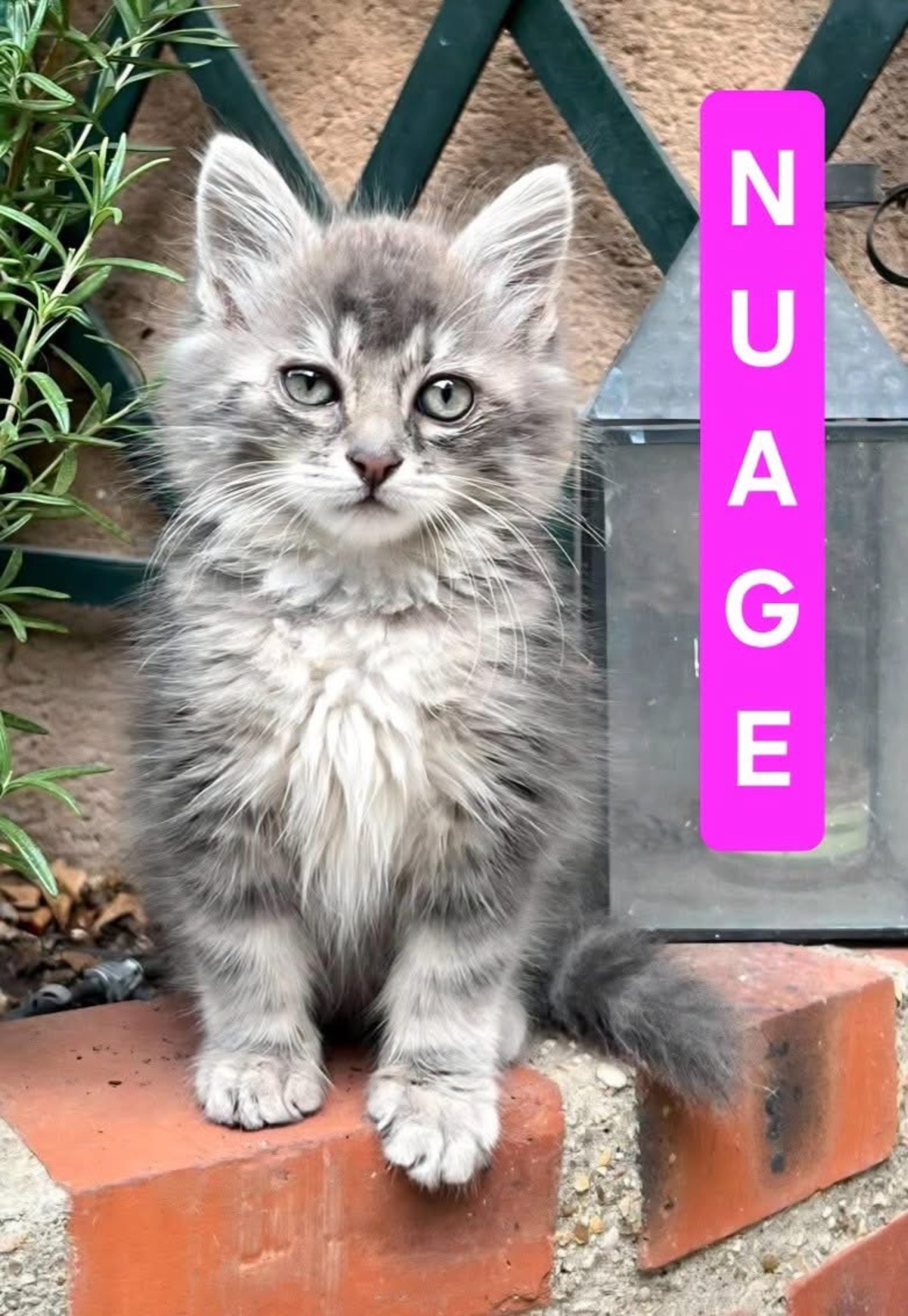 Adoption Nuage et Perlune Duo 