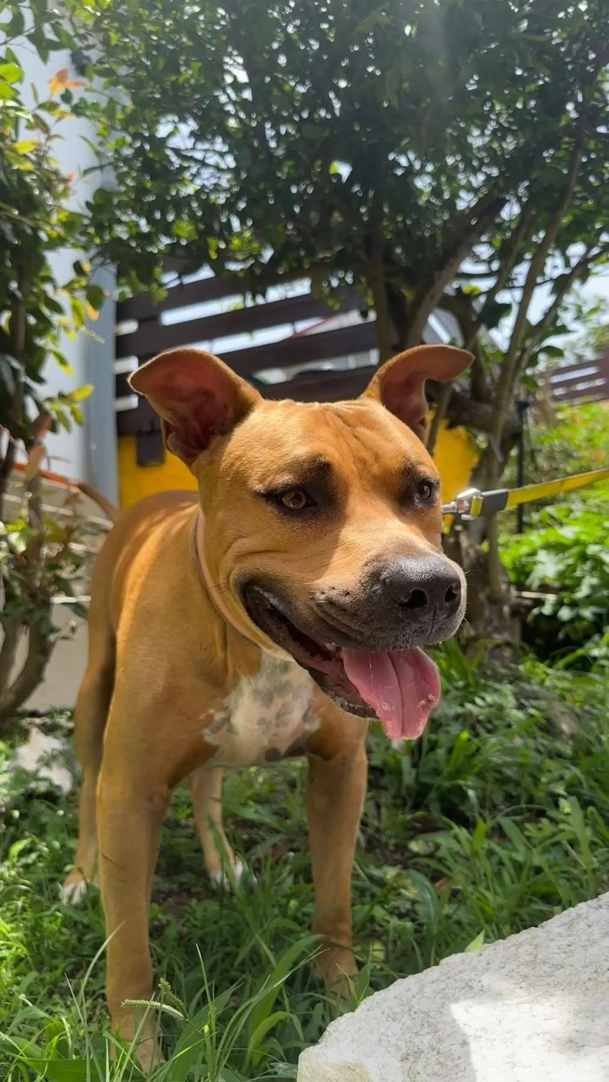 Adoption Ony
