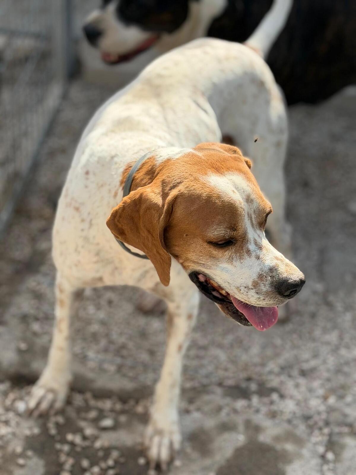Adoption Thor