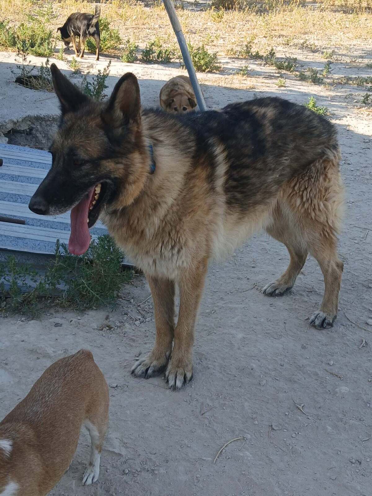 Adoption Ben