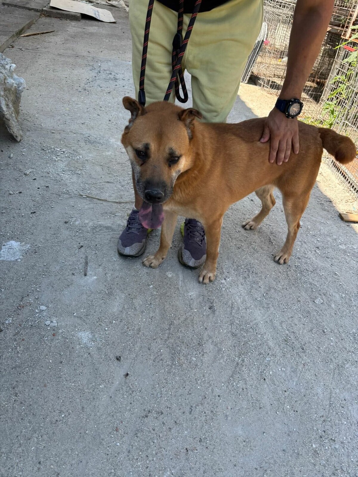 Adoption Kolanta