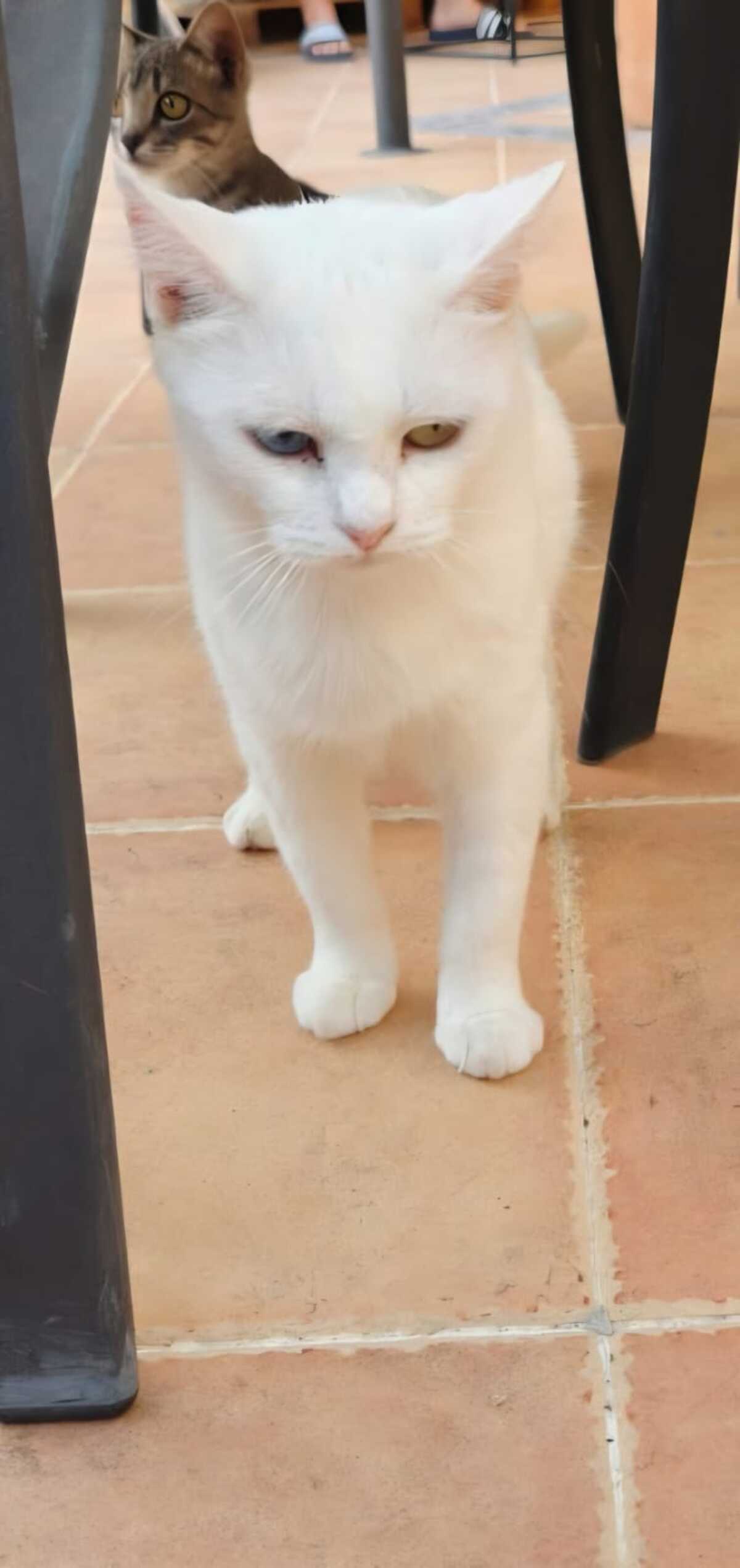 Adoption Perla