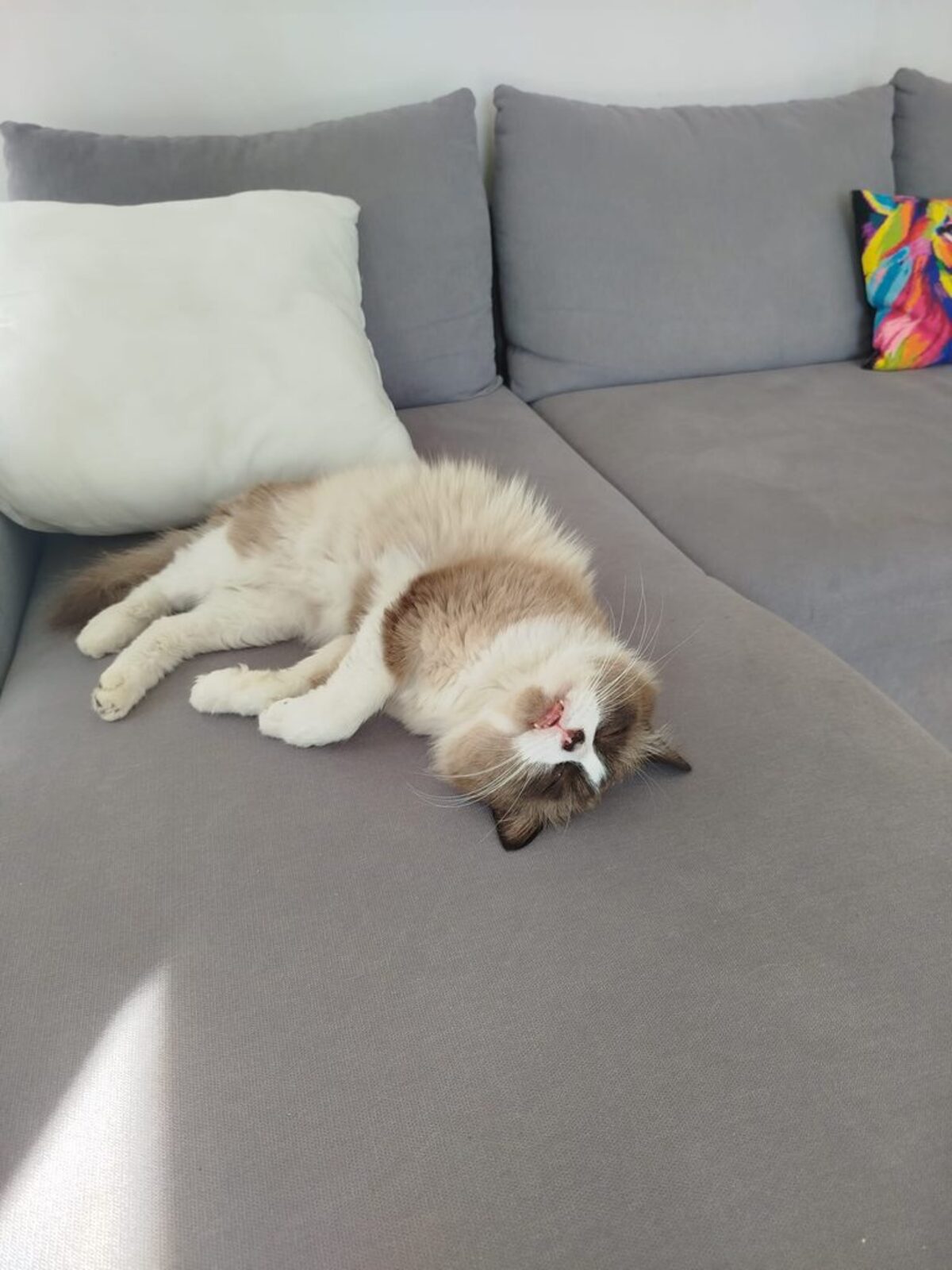 Adoption Enzo