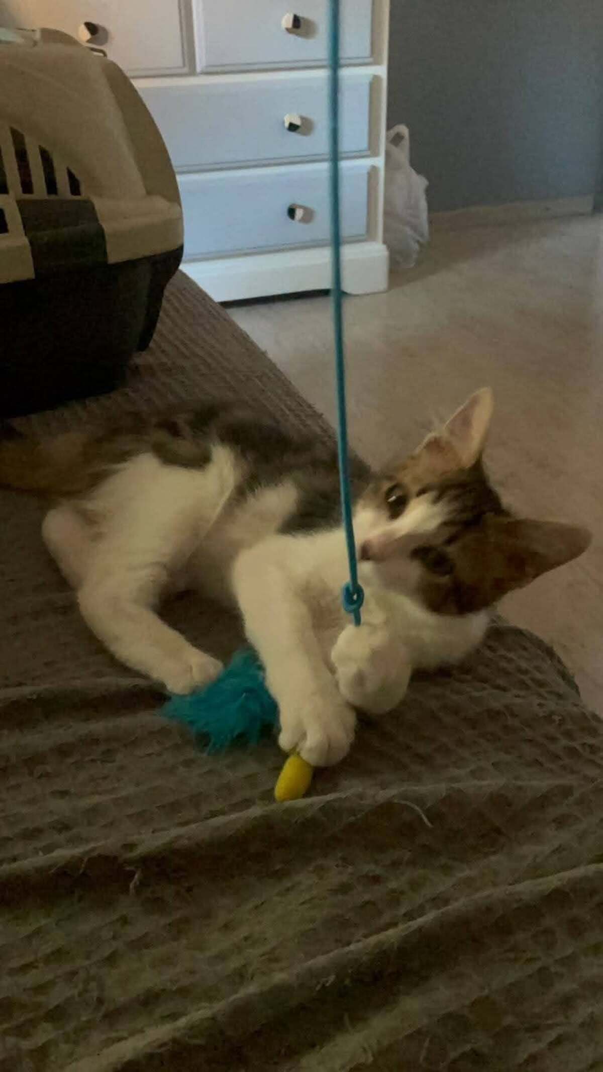 Adoption Blini et Bond