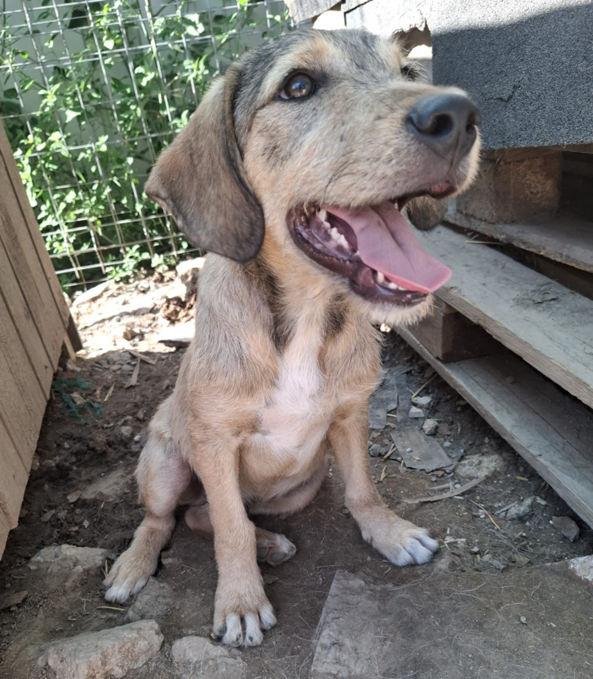 Adoption Ianis