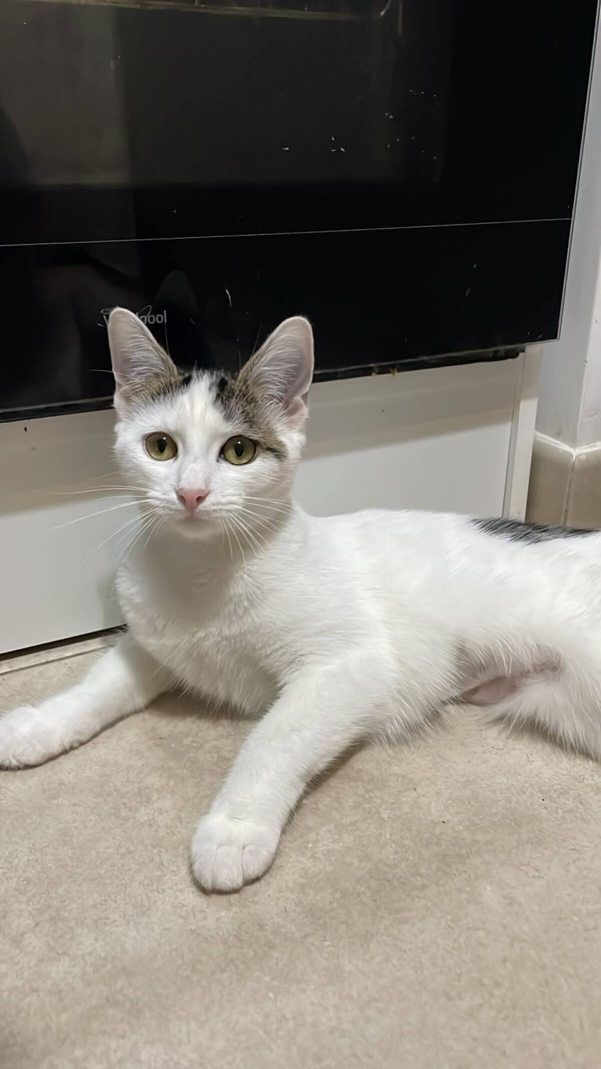 Adoption Nami