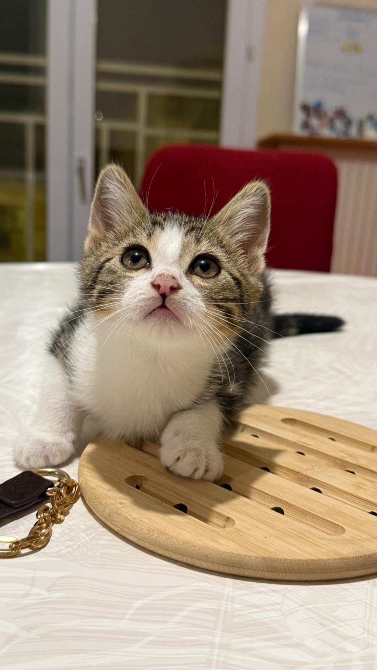 Adoption Romane