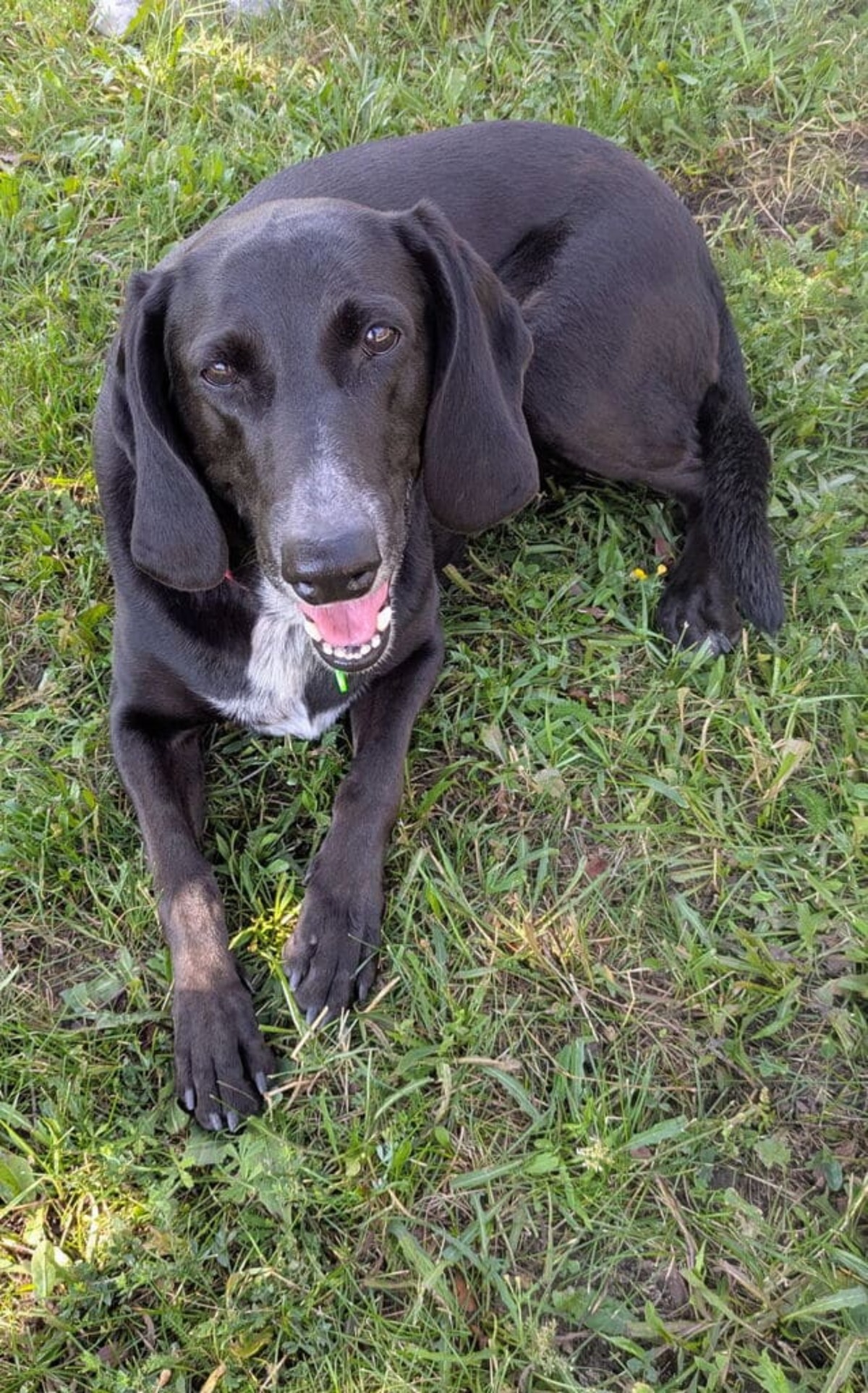 Adoption Kiara