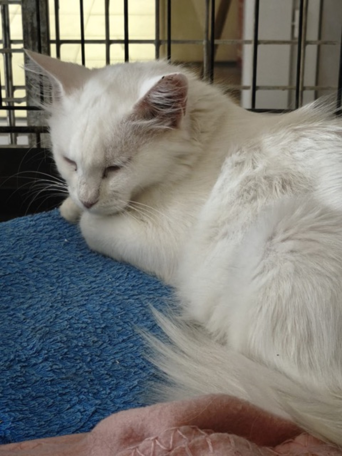 Adoption ECUME