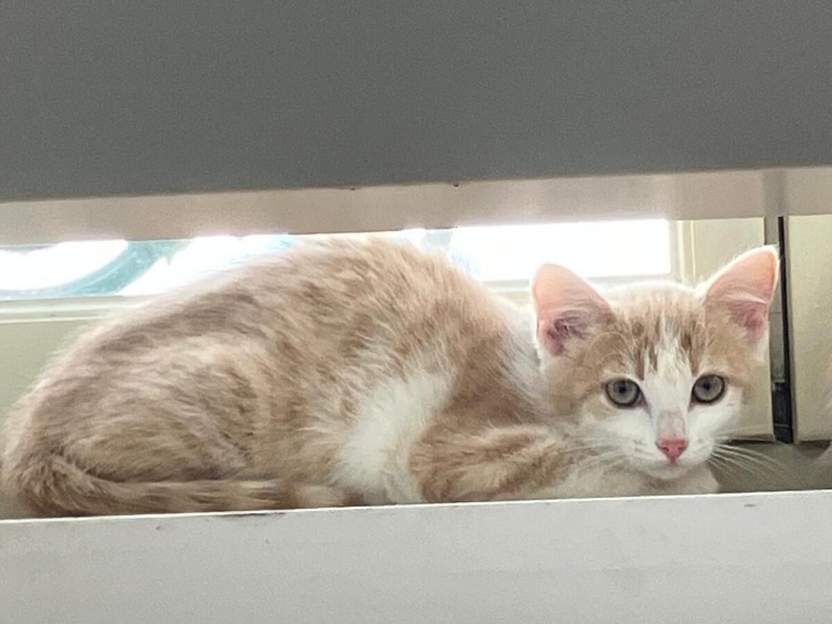 Adoption Betsy