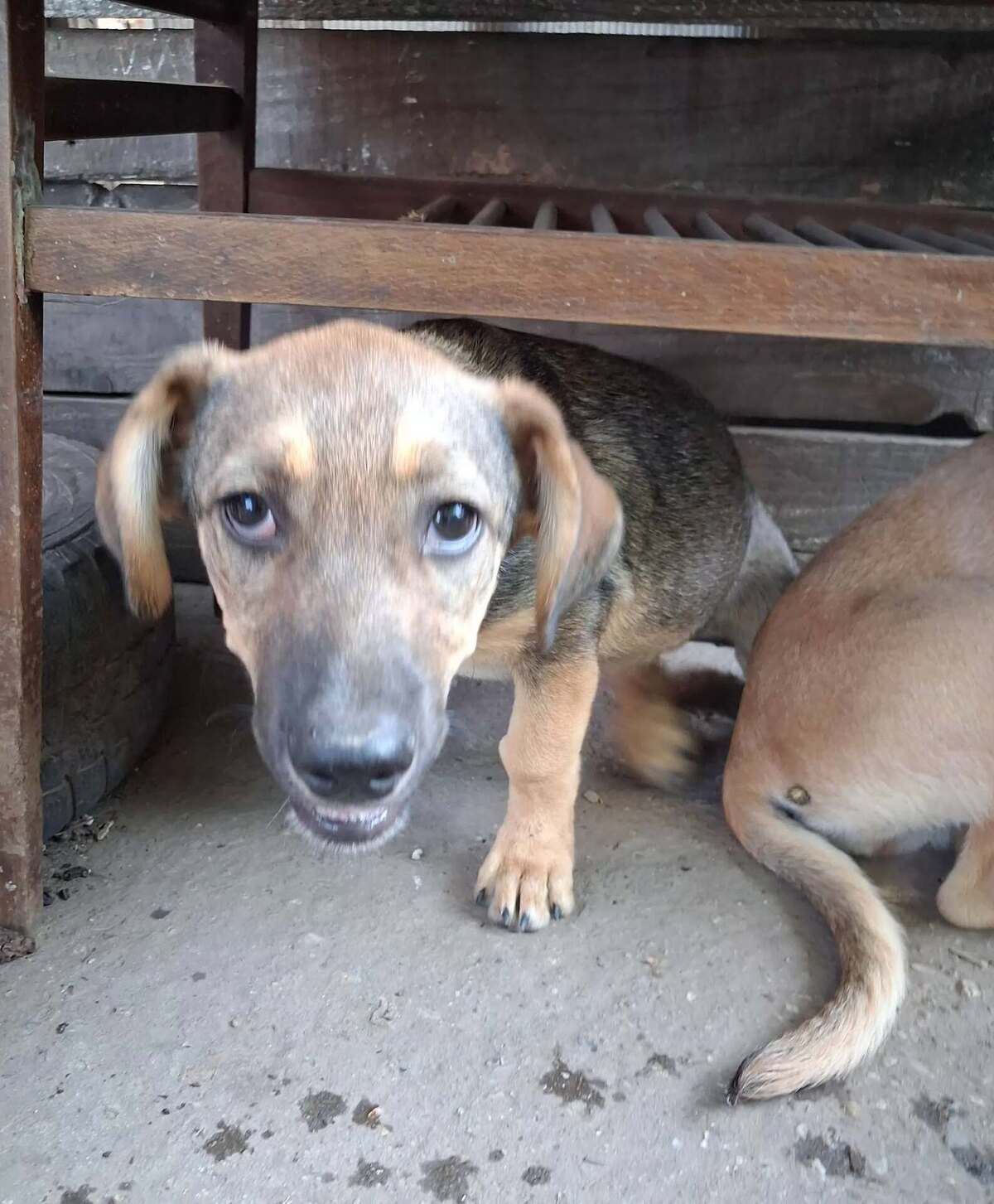 Adoption Reyna