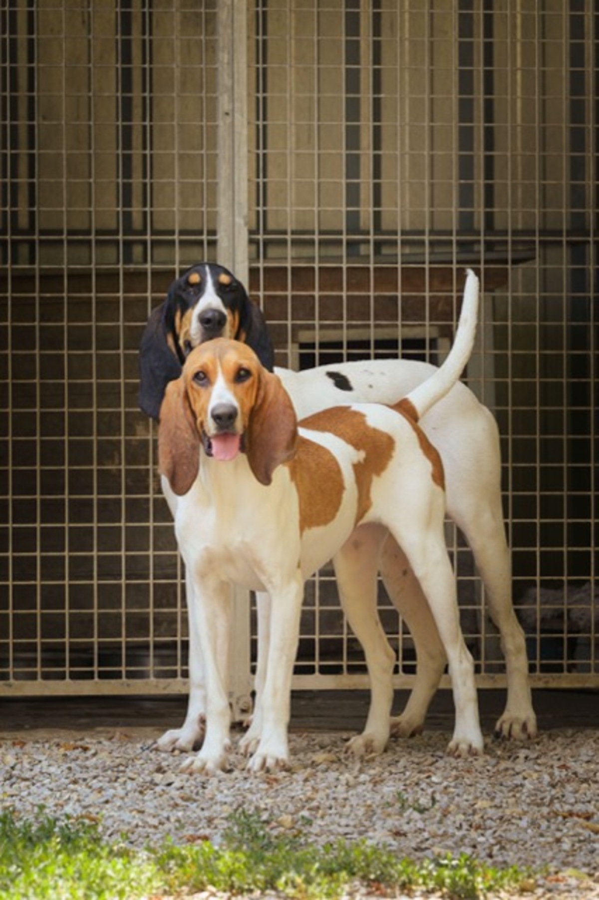 Adoption BOULETTE