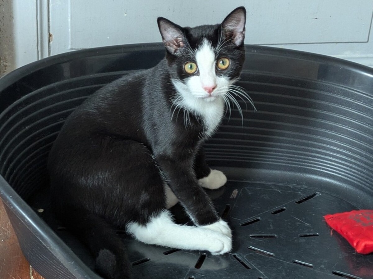 Adoption Beckett