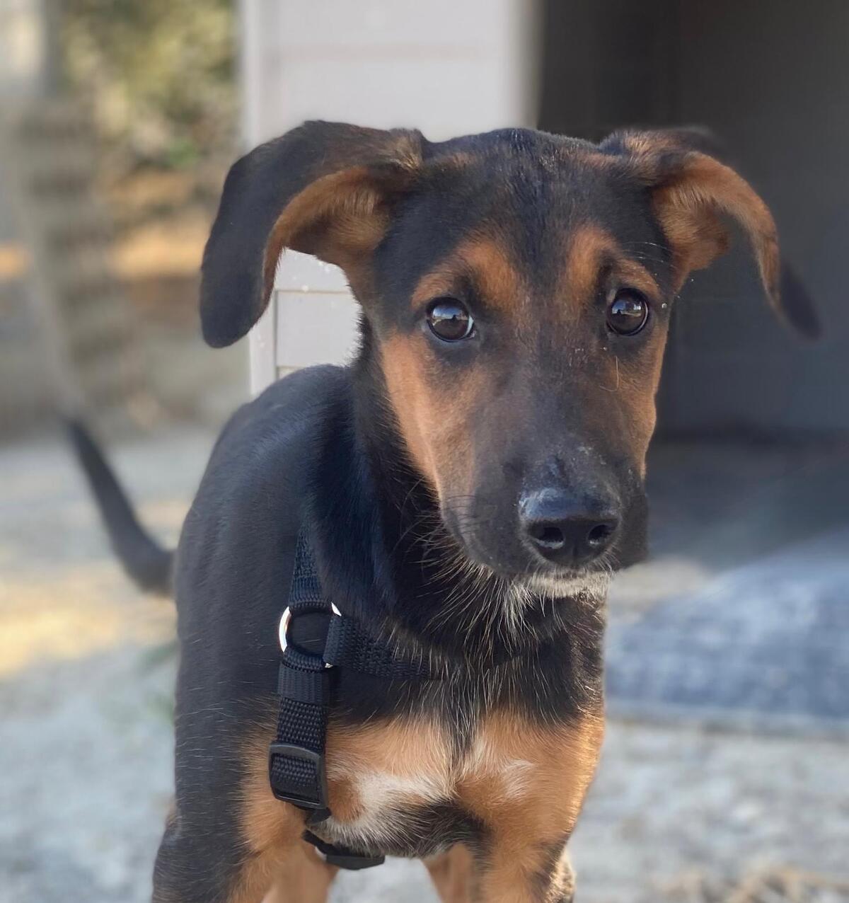 Adoption Kika