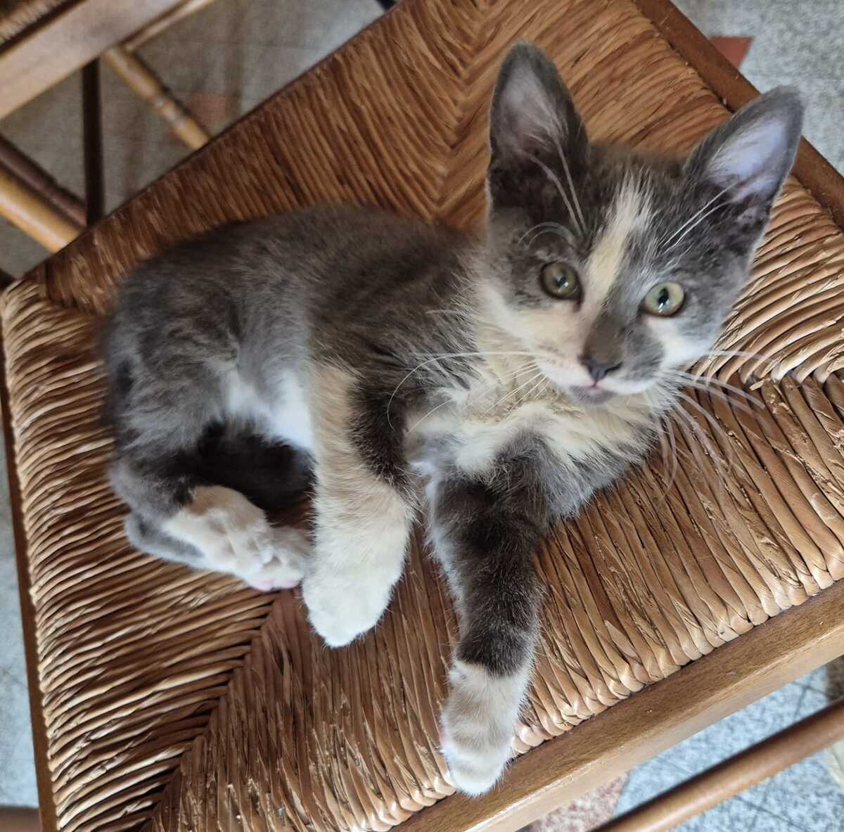 Adoption SNOOPY