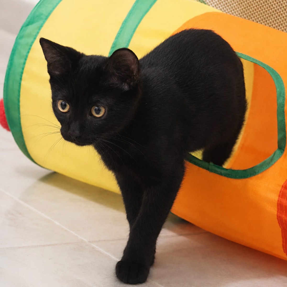 Adoption Orion