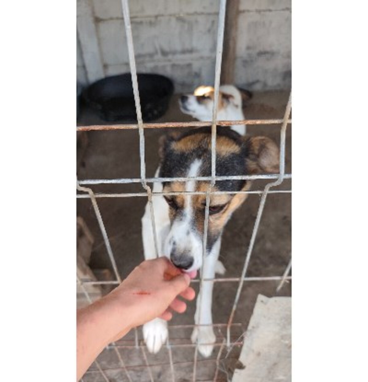 Adoption Eliza