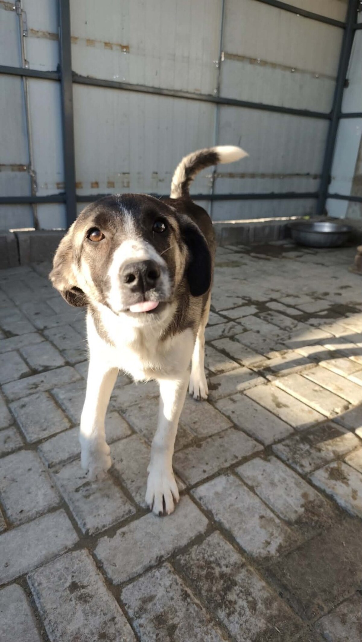 Adoption Hindia