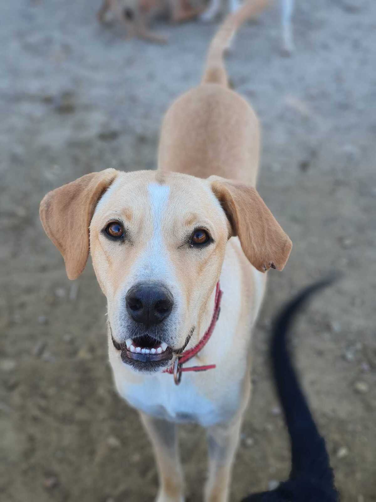 Adoption Brenda