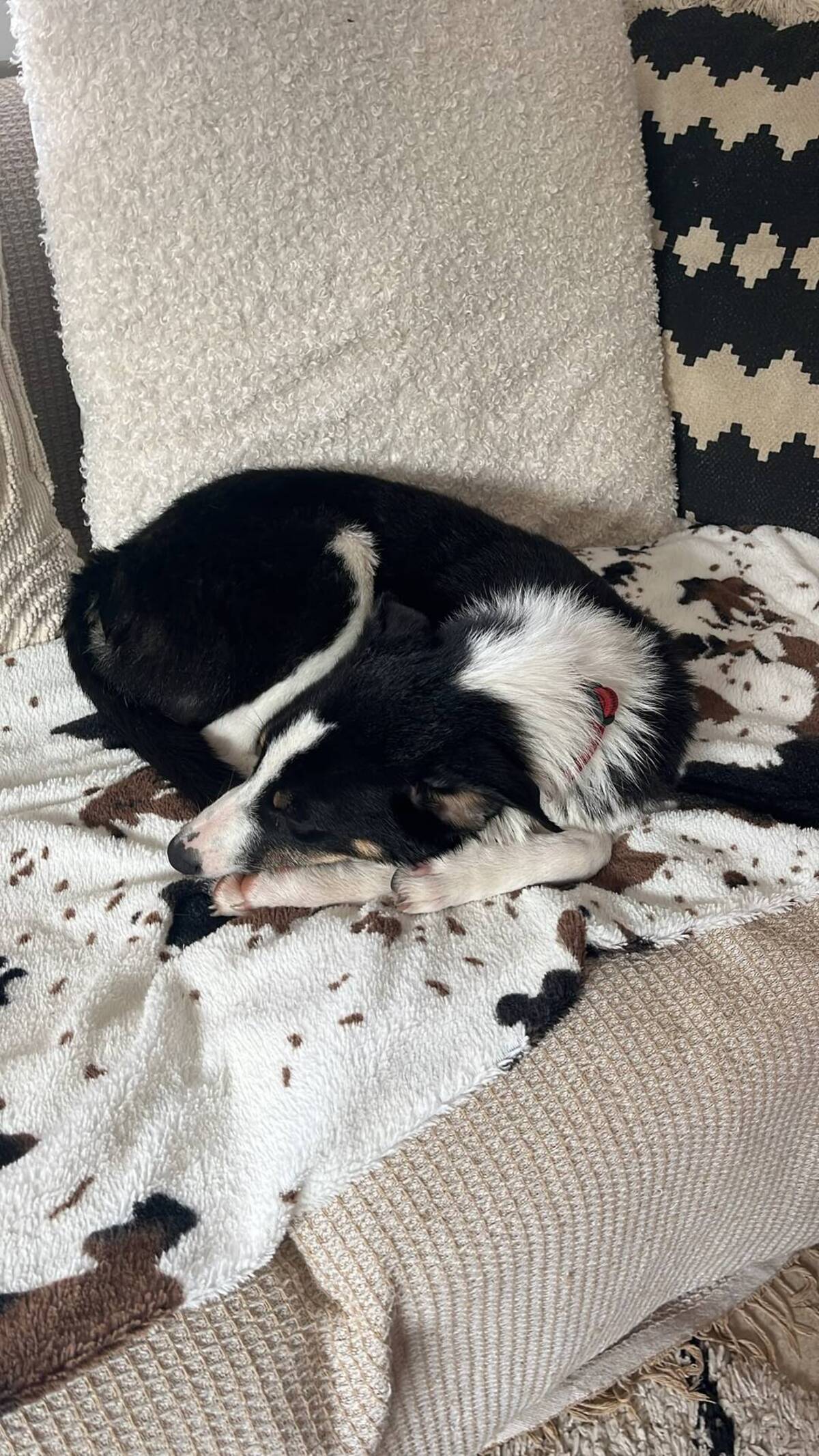 Adoption Zigzag