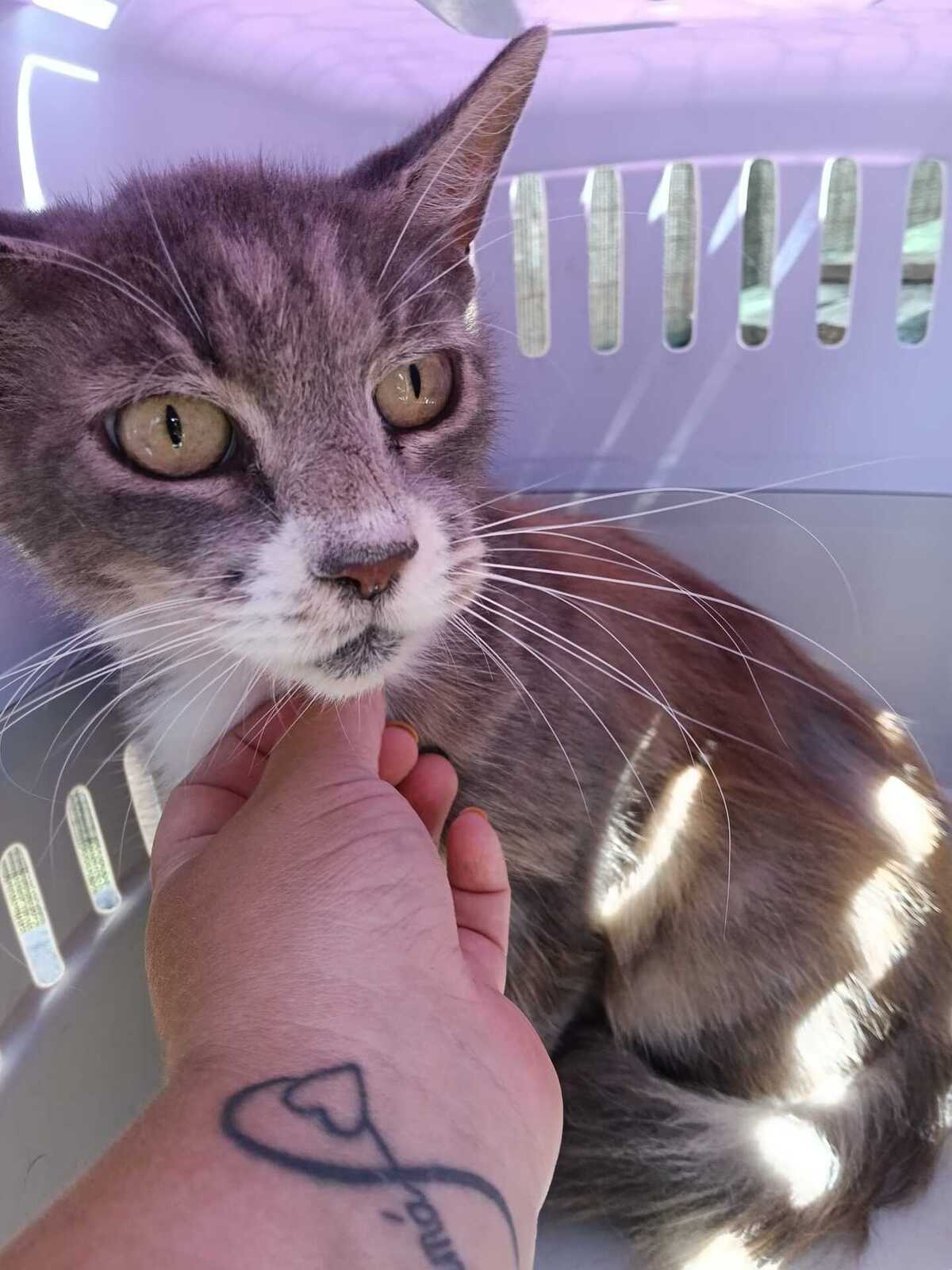 Adoption Amelia