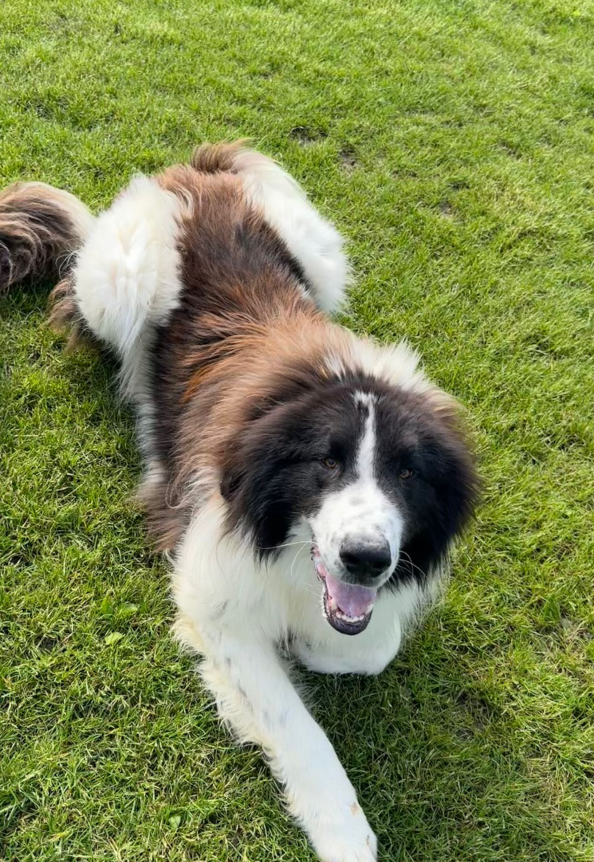 Adoption Scruffy