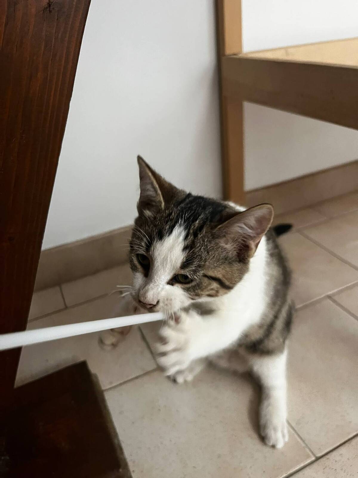 Adoption Chester