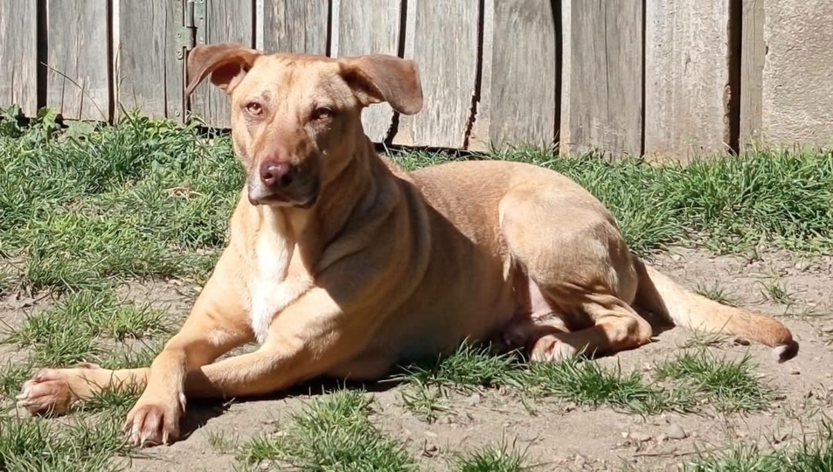 Adoption Fifi