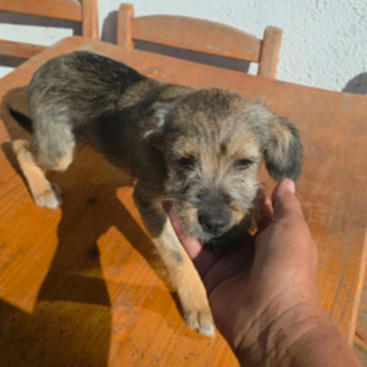 Adoption MICU