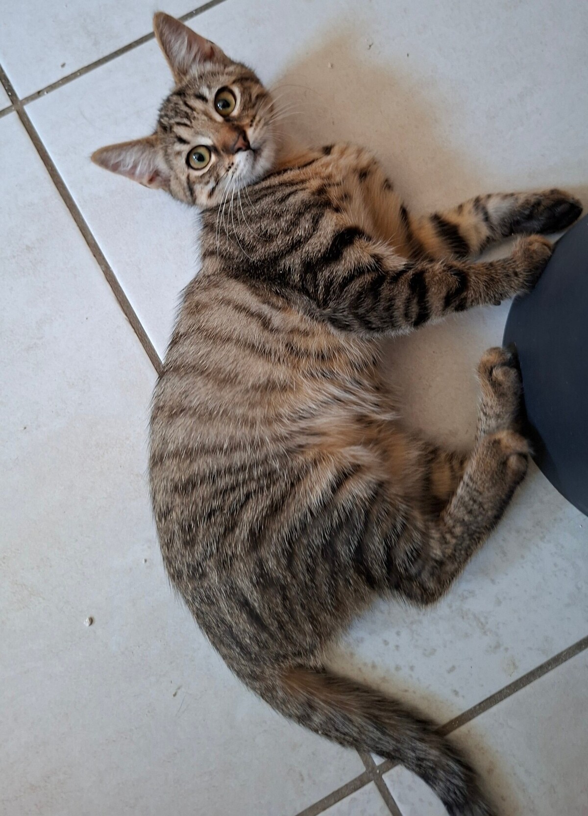 Adoption BLIZZI