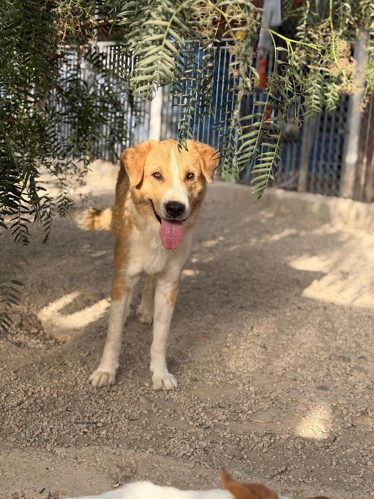 Adoption Guapo