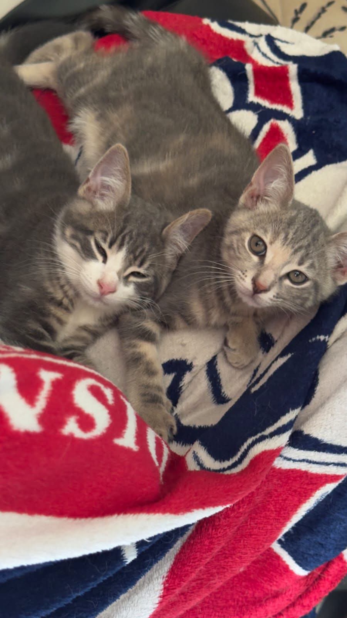 Adoption BONNIE et CLYDE