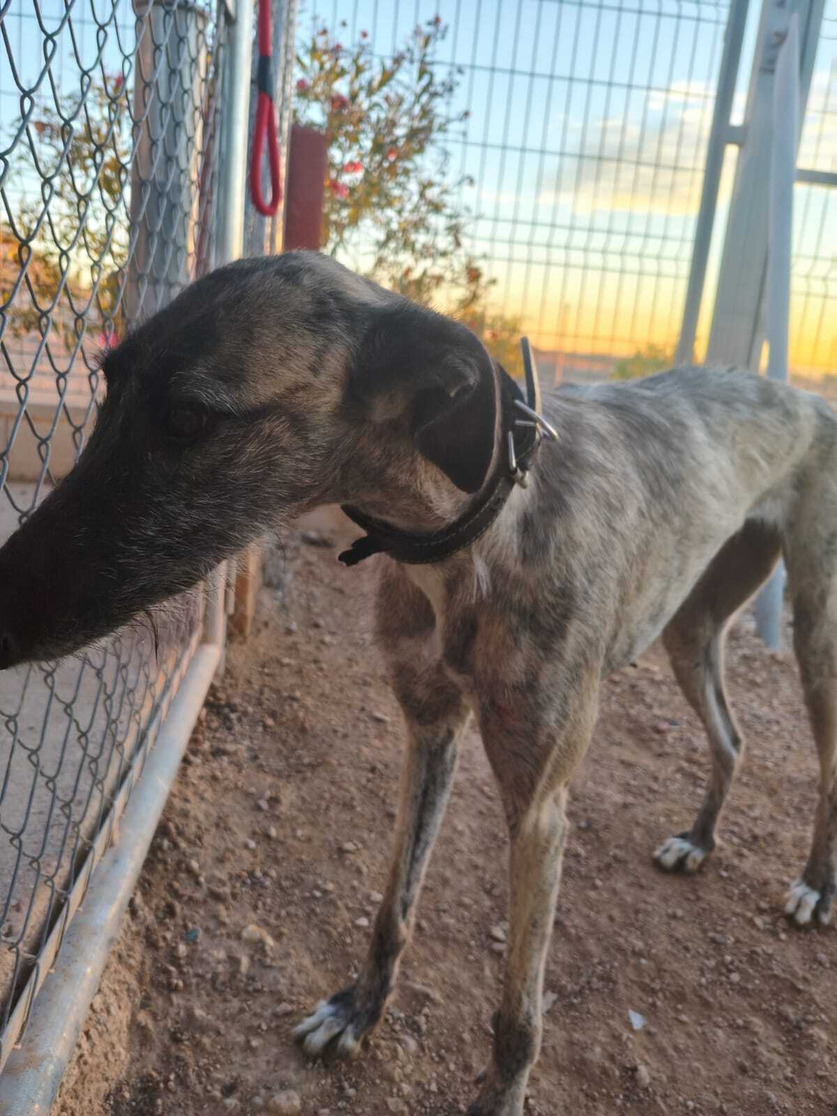 Adoption Fanny