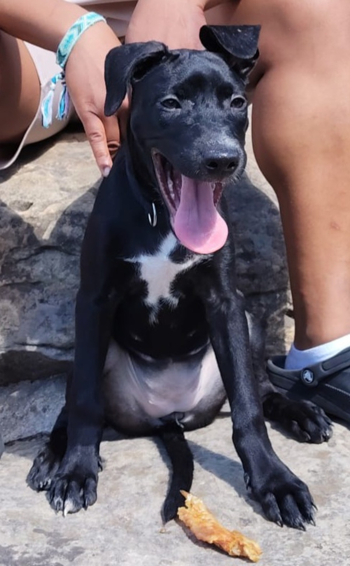 Adoption Stella