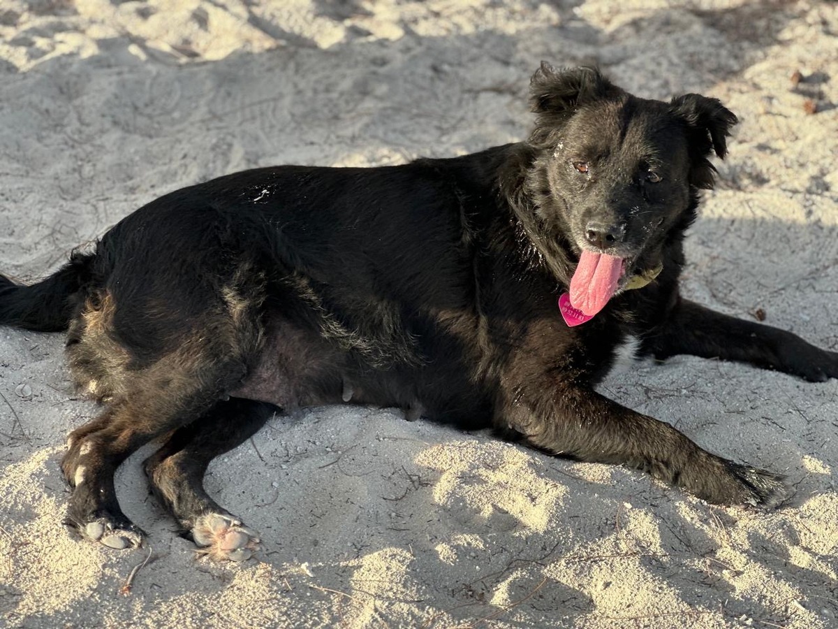 Adoption NOVA