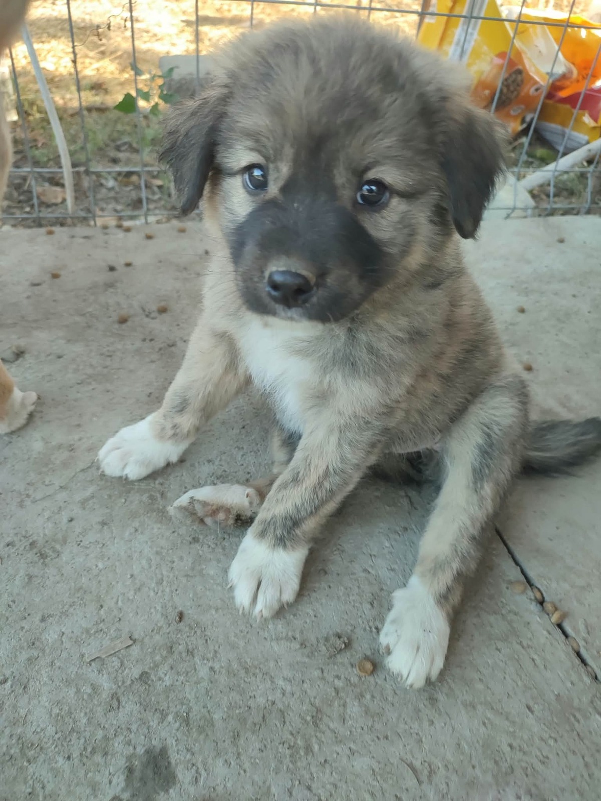 Adoption Chiots