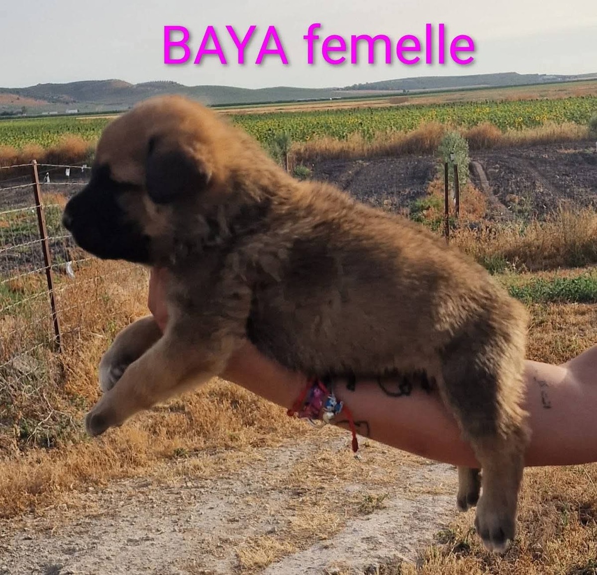 Adoption Baya