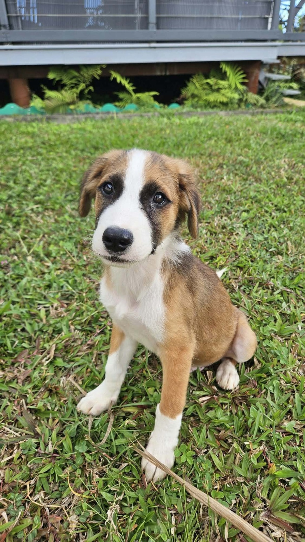 Adoption Romeo