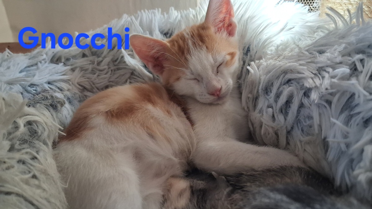 Adoption Gnocchi