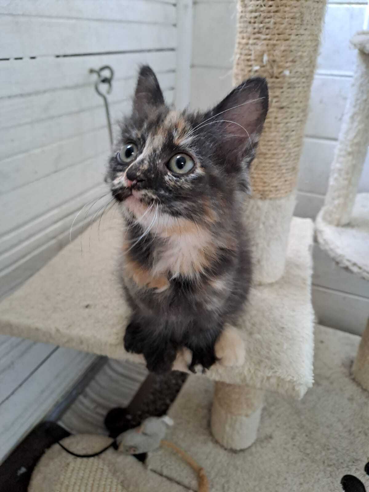 Adoption Eclipse