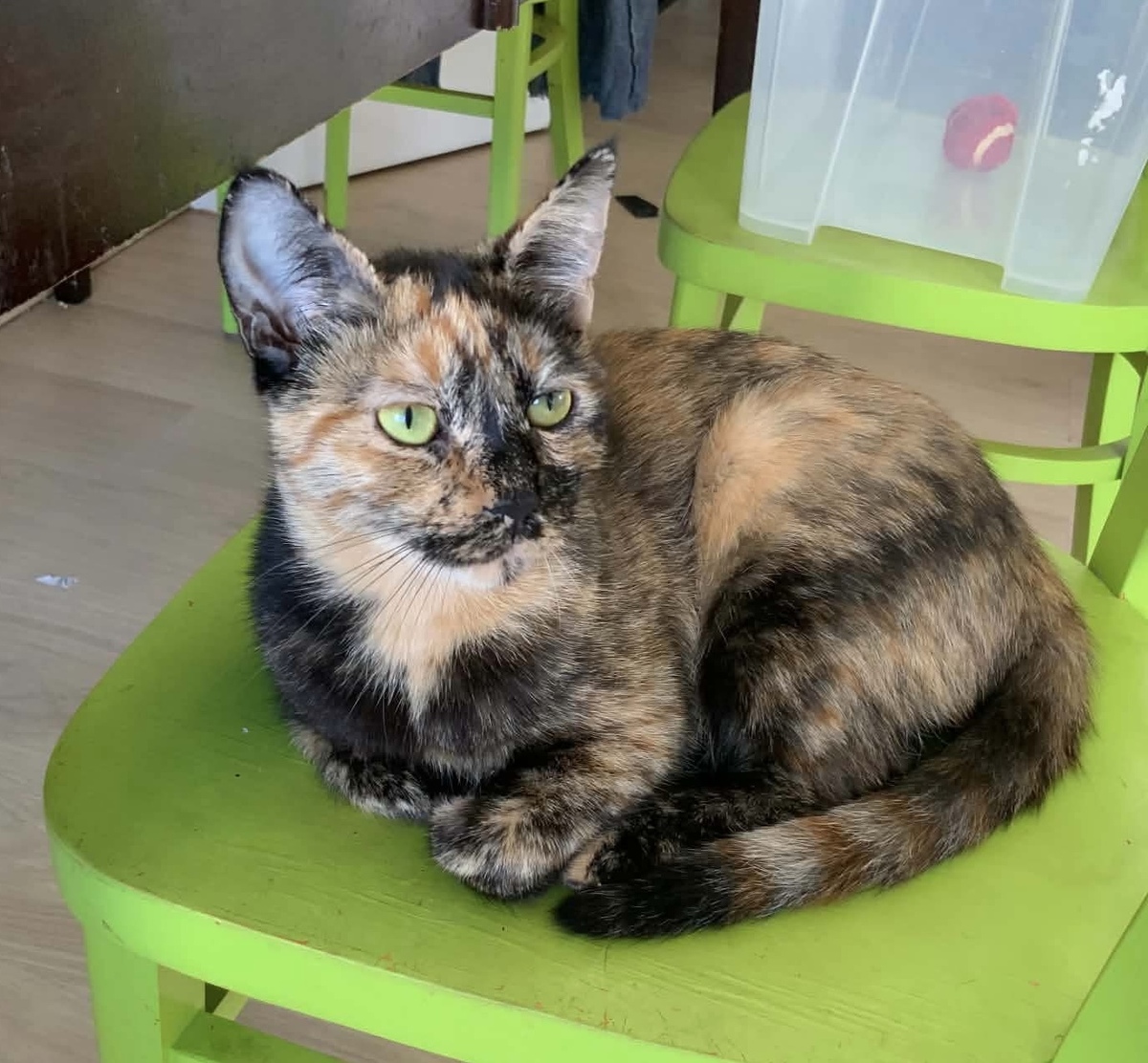 Adoption Zibeline