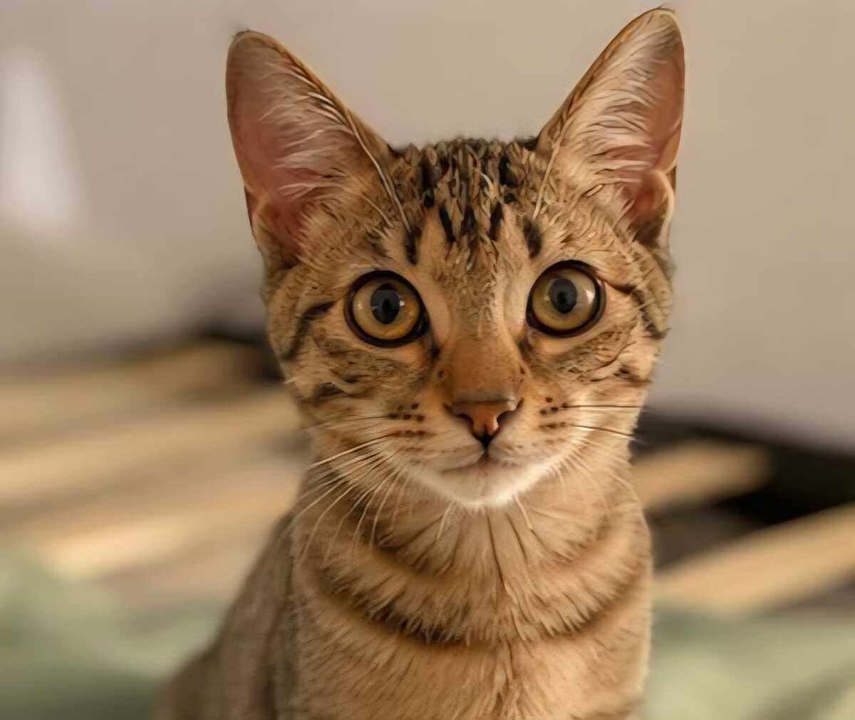Adoption Keala