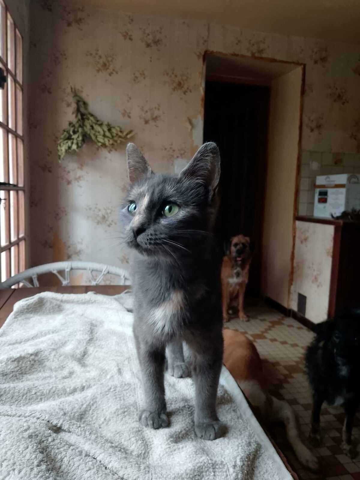 Adoption Mushue