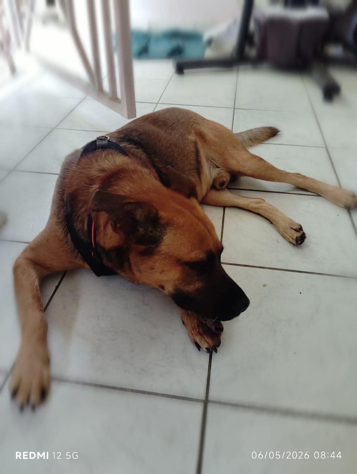 Adoption Karamelo