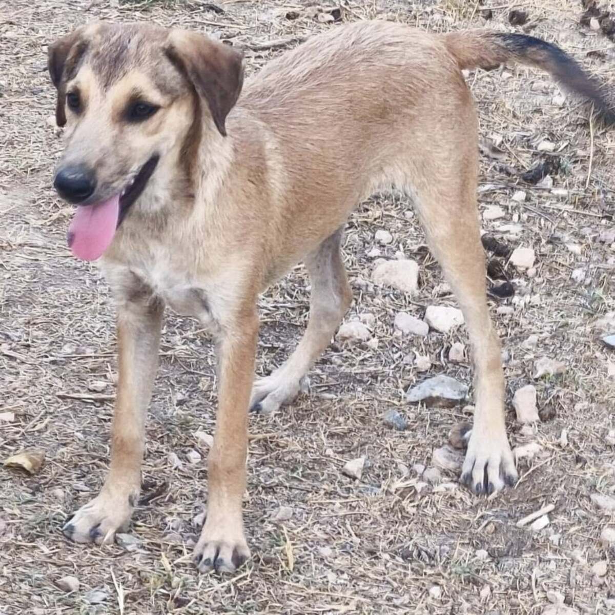 Adoption Sandía