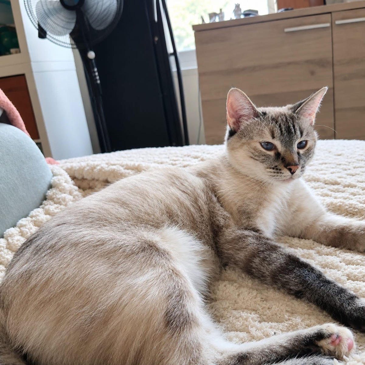 Adoption Mochi et Squishy